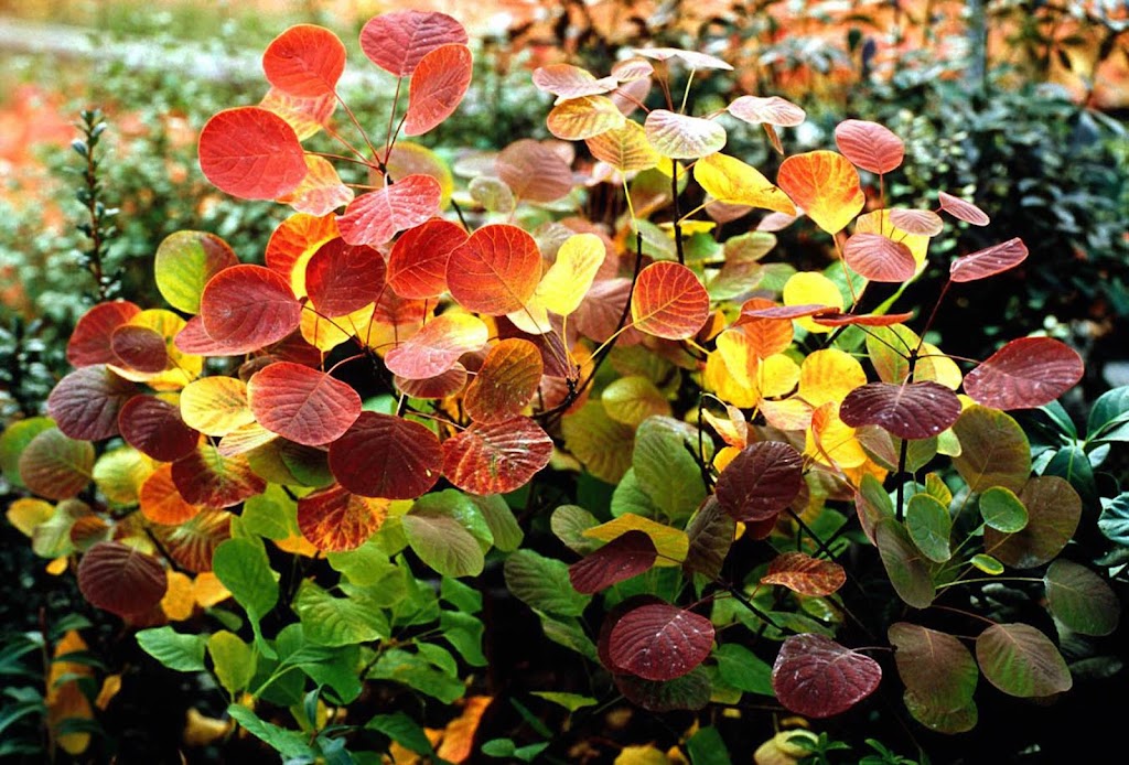 Yesterdays Garden | 401328 Grey County Rd 4, Hanover, ON N4N 3B8, Canada | Phone: (519) 364-5393