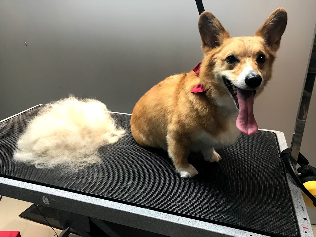 Tip-Top Tailz Pet Spa | 3928 Claxton Loop SW, Edmonton, AB T6W 1Y6, Canada | Phone: (780) 880-9864