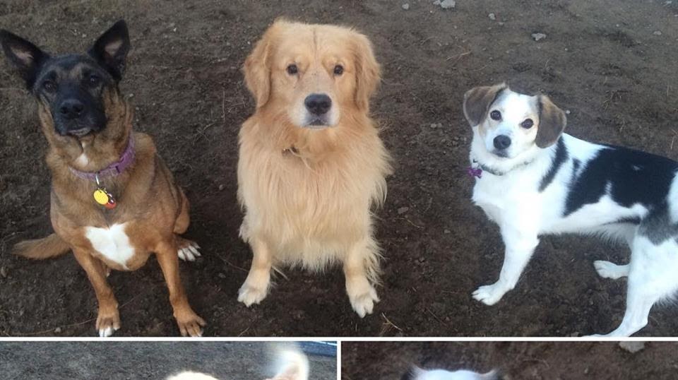 The Dogs Paw - Pet Retreat and Training | 1550 ON-3, Delhi, ON N4B 2W6, Canada | Phone: (519) 582-7297