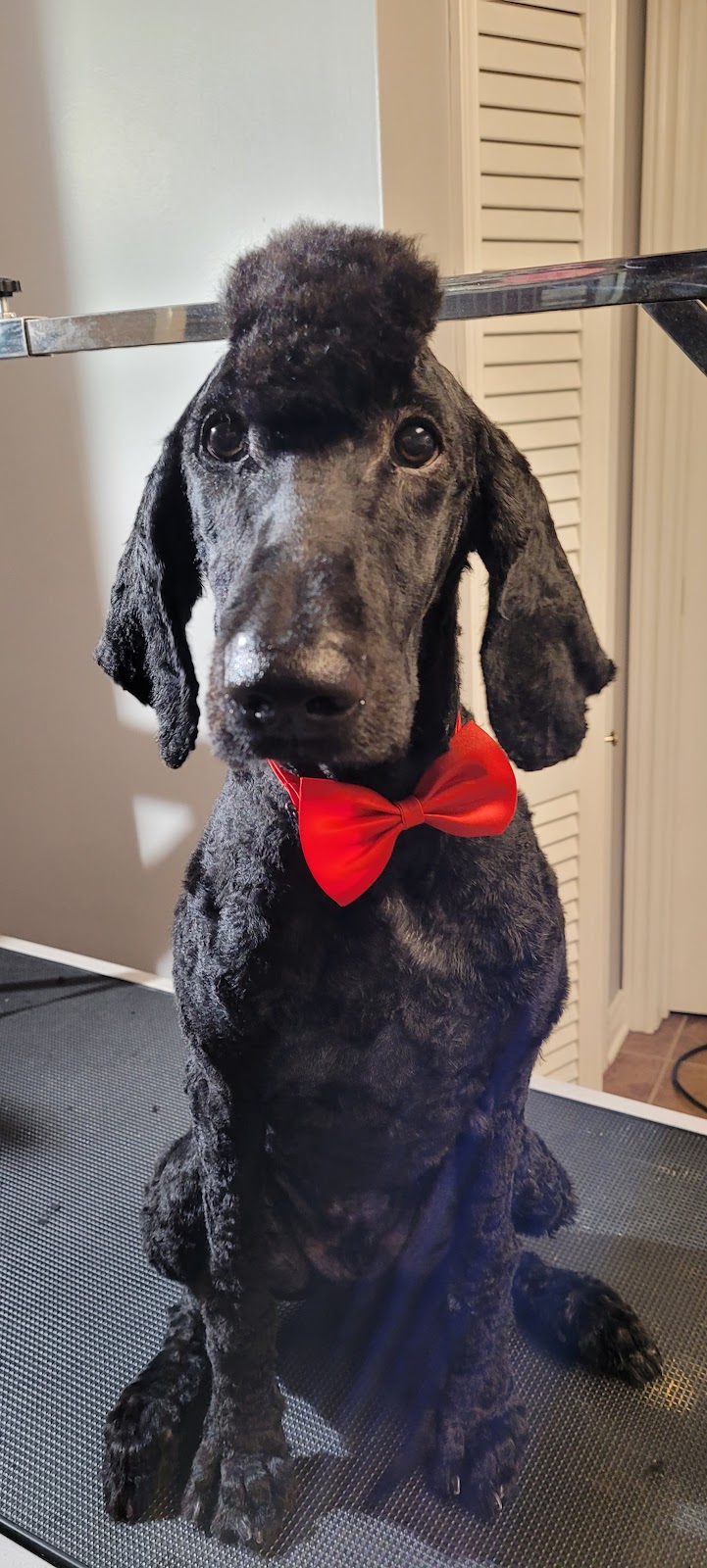 Emilias Pet Grooming & Pet Portraits | 100 Maureen Ave, Welland, ON L3C 4H6, Canada | Phone: (647) 204-0788