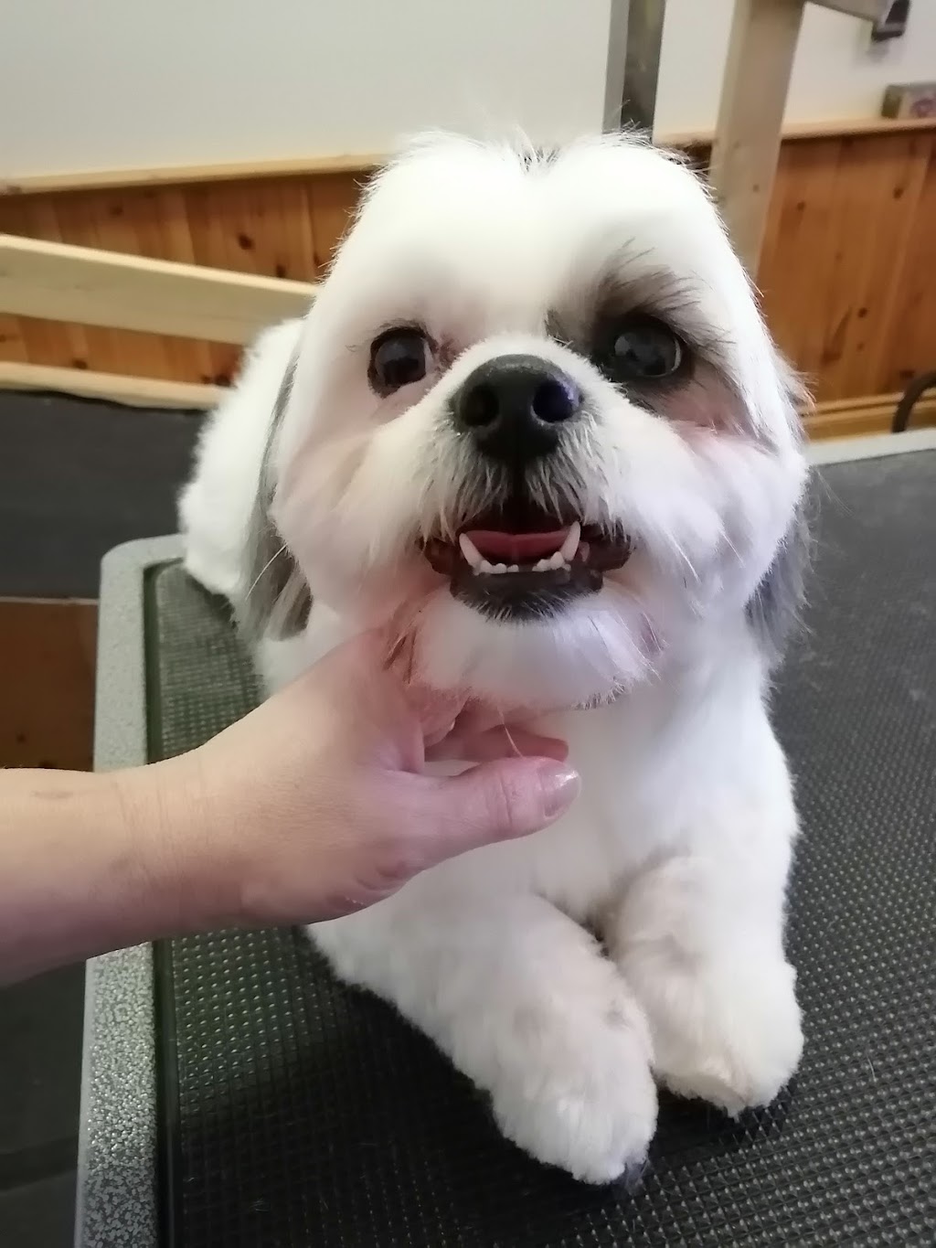JenniFERS Grooming | 9 Queen St W, Elmvale, ON L0L 1P0, Canada | Phone: (705) 322-9583