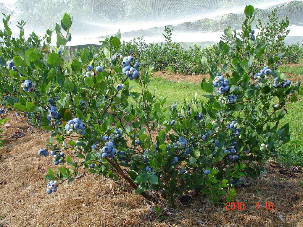Muskoka Blueberries | 1003 Manitoba St, Bracebridge, ON P1L 1W9, Canada | Phone: (705) 645-9862