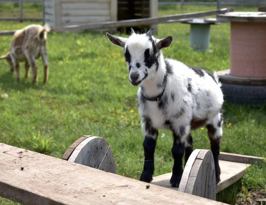 Whispering Hope Farm | 347 Ellerslie Rd, Ellerslie, PE C0B 1J0, Canada | Phone: (902) 303-3491