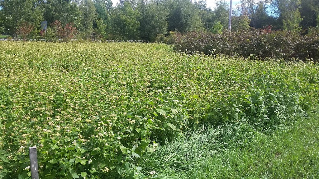 Jardin Paladin Garden inc. | Sur le coin de la 220 et, Chemin de la Colline, Orford, QC J1X 6R4, Canada | Phone: (819) 574-3093