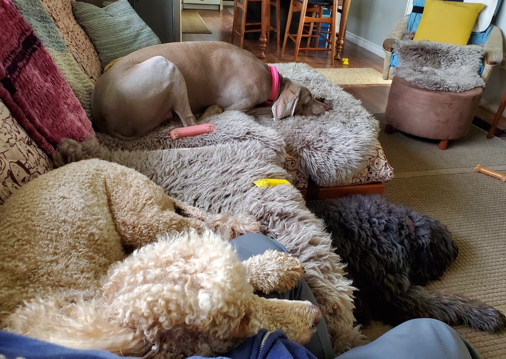Social Puppy Pet Services | 2399 Monck Rd, Ramara, ON L3V 0P6, Canada | Phone: (705) 238-9109