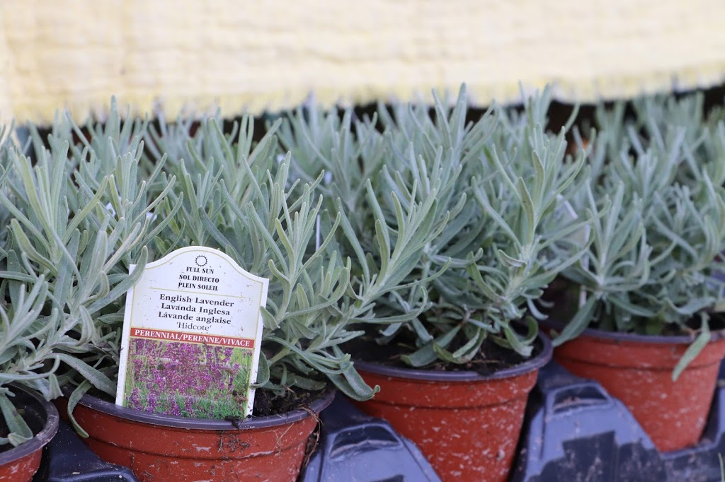 Kelso Lavender | 8649 Appleby Line, Campbellville, ON L0P 1B0, Canada | Phone: (647) 473-4007