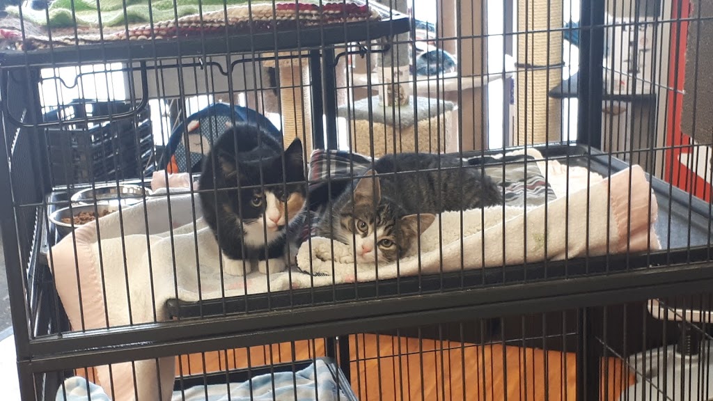 Pet Valu | 556 Montréal Rd, Ottawa, ON K1K 0T9, Canada | Phone: (613) 749-9277