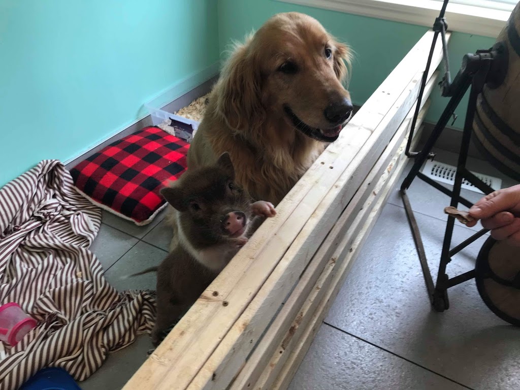 CHEZ LUC- Café et Boutique pour animaux | 1050 Boulevard Laurier E, Saint-Hyacinthe, QC J2T 1K1, Canada | Phone: (450) 252-3647