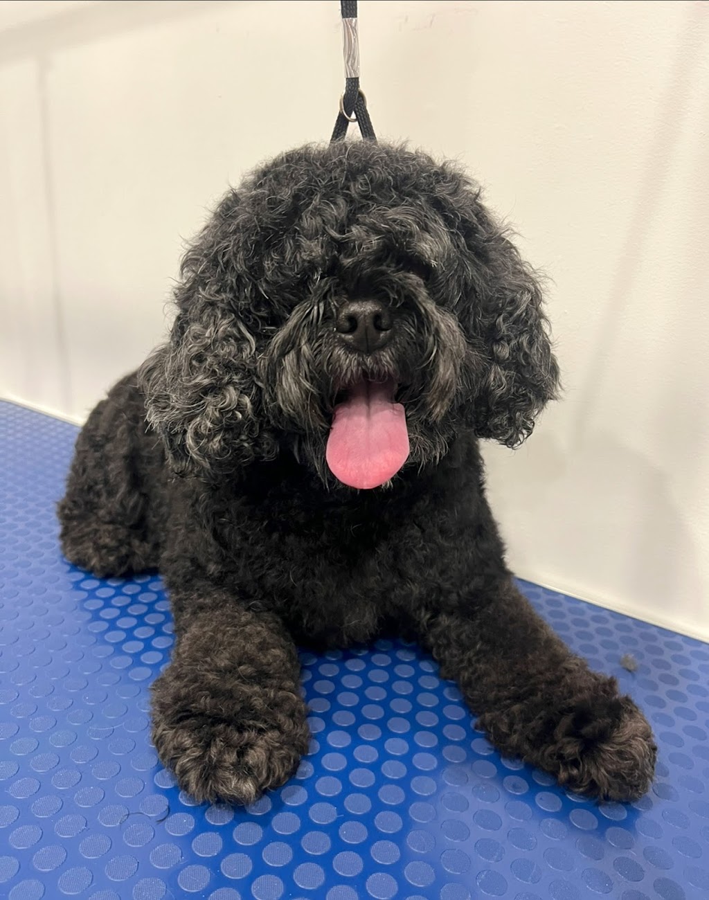Uplands Pet Service | 29 Fox Hunt Ave, Ottawa, ON K1V 0B1, Canada | Phone: (343) 204-1585