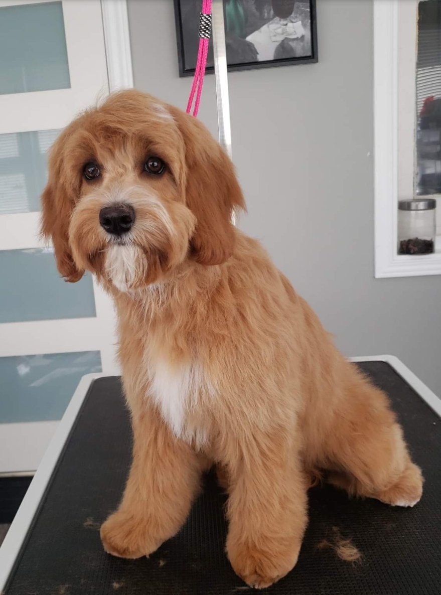 TARAS PET GROOMING | 171 Donald St, Napanee, ON K7R 2V3, Canada | Phone: (613) 328-9270
