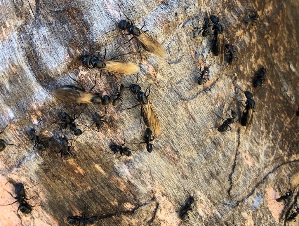 Extermination Complete Bugs Longueuil | 206 Rue Maple, Greenfield Park, QC J4V 2S1, Canada | Phone: (450) 651-1777