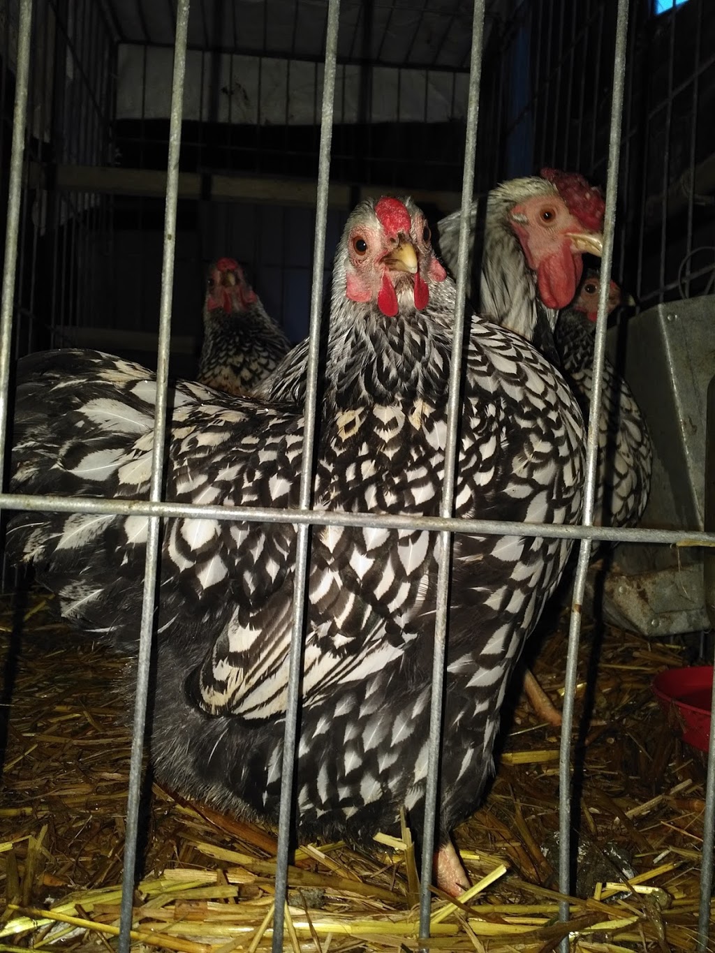 Maple Heights Farms | 3358 5th Line, Innisfil, ON L9S 4P8, Canada | Phone: (705) 220-1632