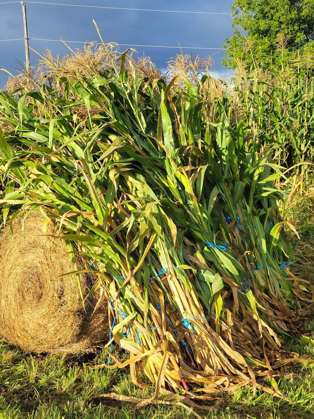 Northlane farm | 662742 Rd 66, Ingersoll, ON N5C 3J6, Canada | Phone: (519) 320-9133