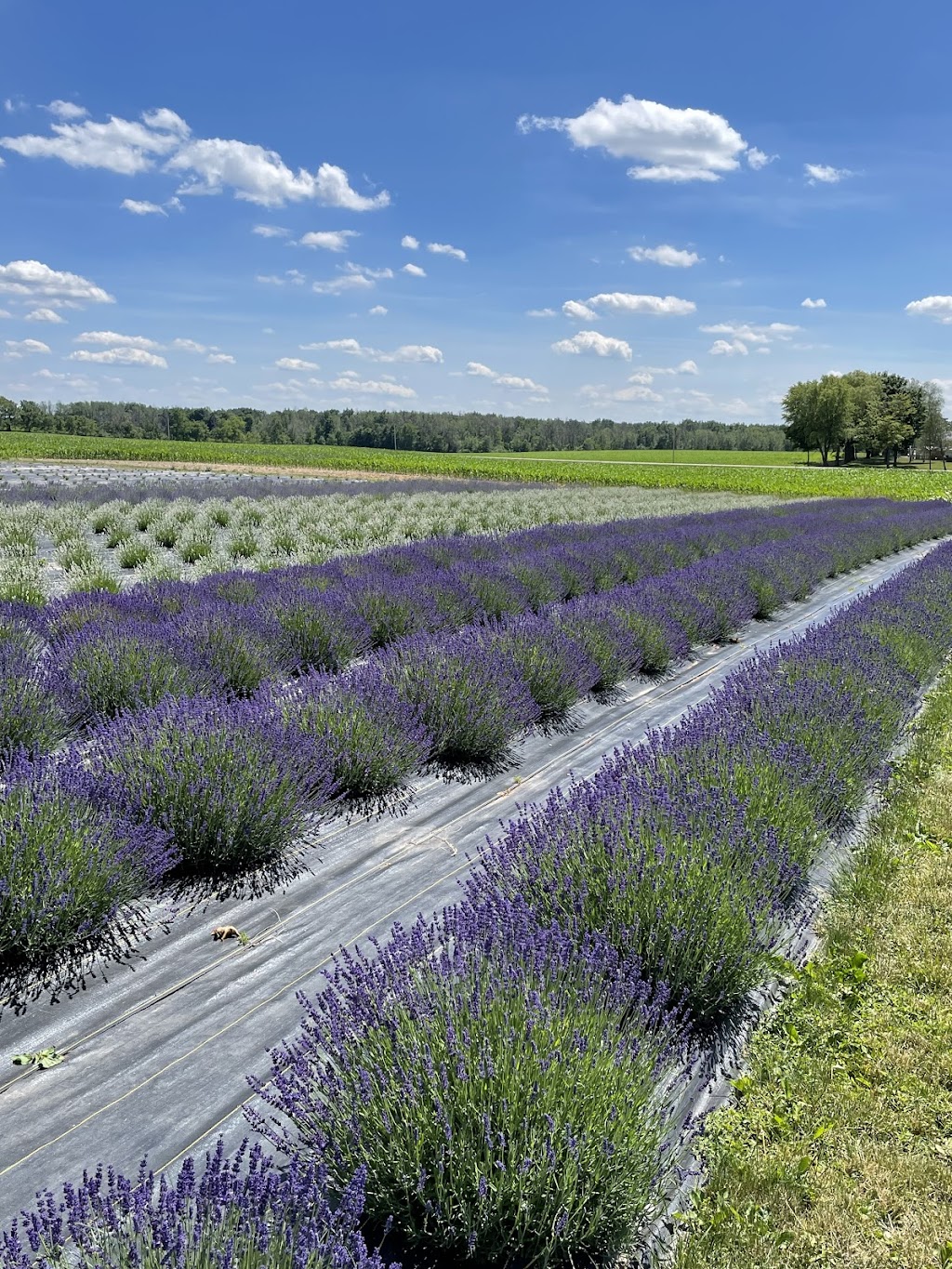 Lavender Works Company | 44702 Newry Rd, Brussels, ON N0G 1H0, Canada | Phone: (519) 291-7613