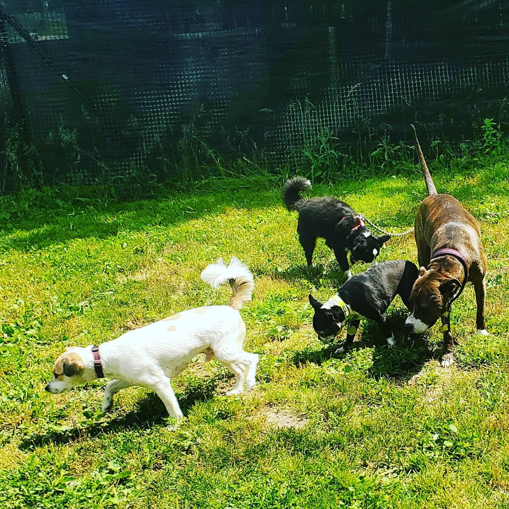 Refined Canines Halifax | 27 Old Cobequid Rd, Waverley, NS B2R 1P4, Canada | Phone: (902) 489-0057