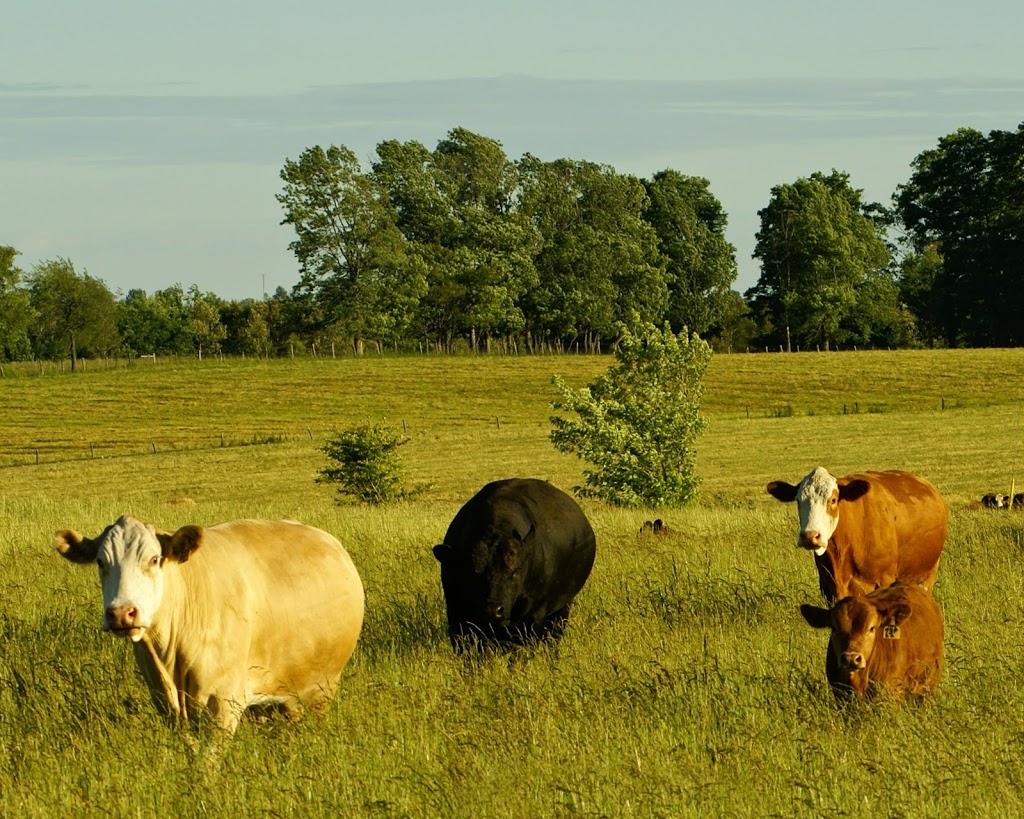 Marywood Breeders Group | 8491 Concession Rd 14, Palmerston, ON N0G 2P0, Canada | Phone: (519) 362-5373