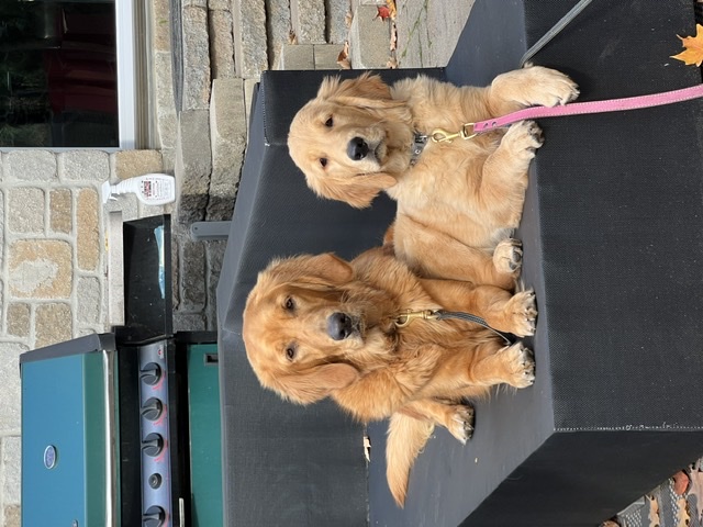 Élevage Golden retriever la cité Golden retriever | Côte St Ambroise, Saint-Lin - Laurentides, QC J5M 1H2, Canada | Phone: (438) 459-1858