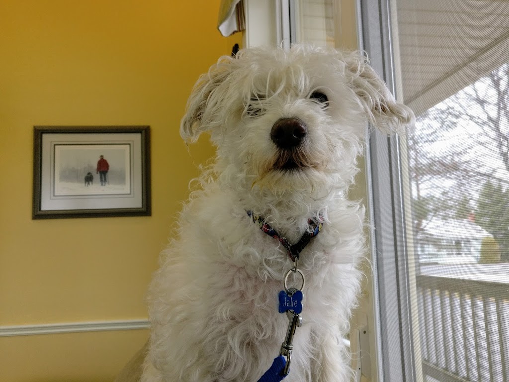 Atlantic Veterinary Hospital | 125 Hampton Rd, Rothesay, NB E2E 2N7, Canada | Phone: (506) 847-2400