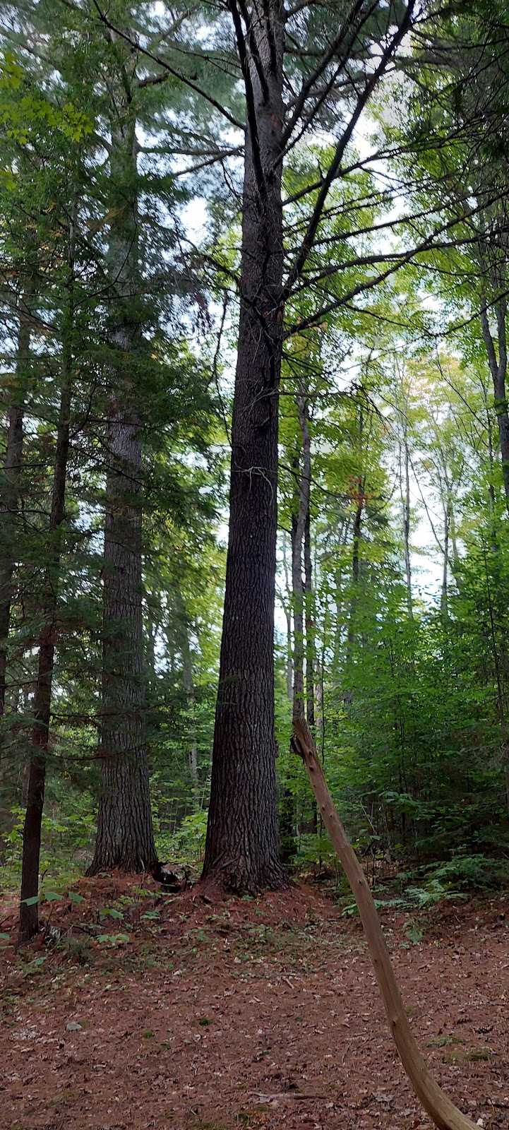 Rocky Ridge Apple Orchard & Hiking Trails | 81 Rocky Ridge Rd, Barrys Bay, ON K0J 1B0, Canada | Phone: (613) 756-0087