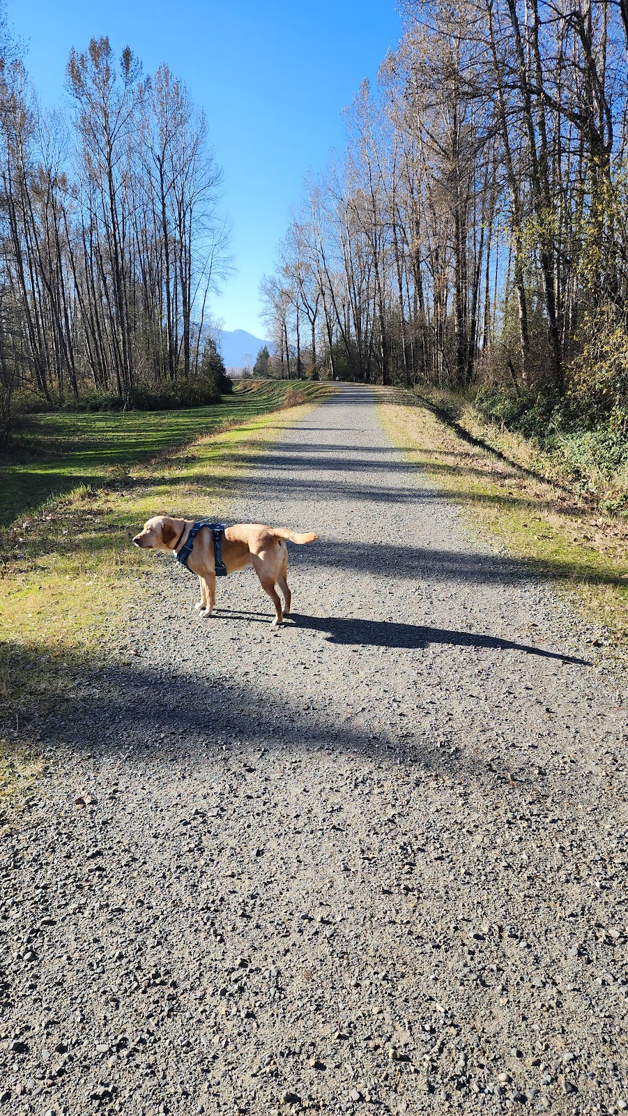 Island 22 dog park | Cartmell Rd, Chilliwack, BC V2P 0C8, Canada | Phone: (778) 836-7335