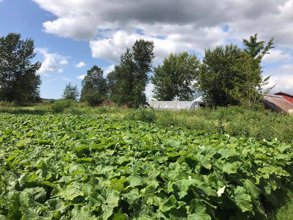 Japonica Environment Farm Ltd | 17990 83 Ave, Surrey, BC V5N 6A8, Canada | Phone: (604) 250-0008