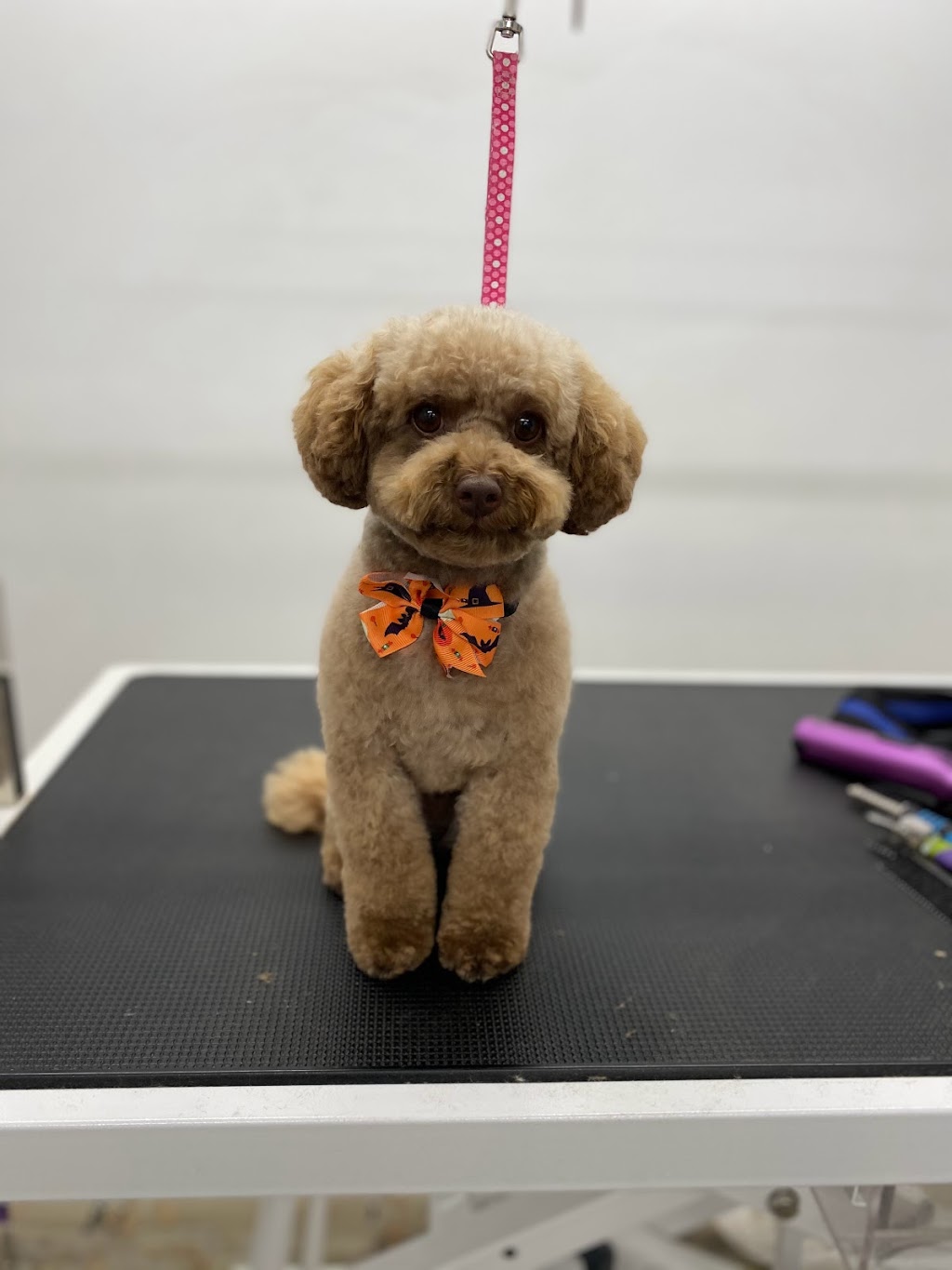 Lilo boutique pour animaux et toilettage | 400 Rue Notre-Dame, Repentigny, QC J6A 2T1, Canada | Phone: (450) 657-7575