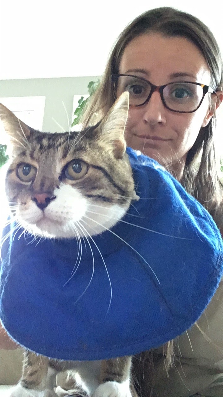 Bellevue Veterinary Hospital | 1016 Bellevue Rd, Parksville, BC V9P 2C2, Canada | Phone: (250) 248-2031
