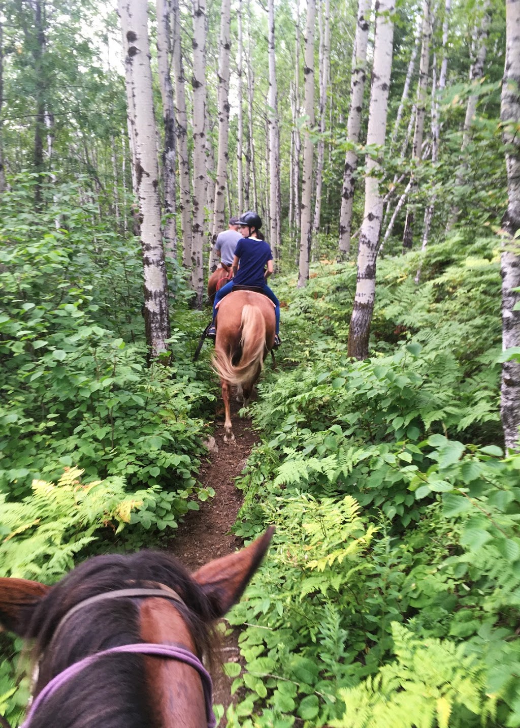 Centre Équestre Nature | 73 Rang Saint Jean Baptiste, La Malbaie, QC G5A 2E4, Canada | Phone: (418) 439-2076
