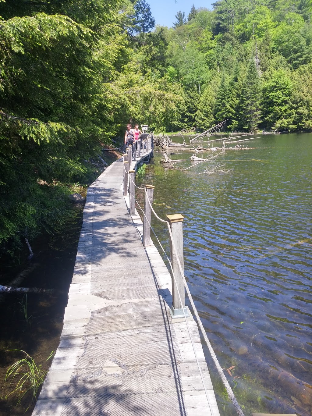 La Forêt Blanche Ecological Reserve | 300 Chemin Saddler, Mayo, QC J8L 4L8, Canada | Phone: (819) 281-6700