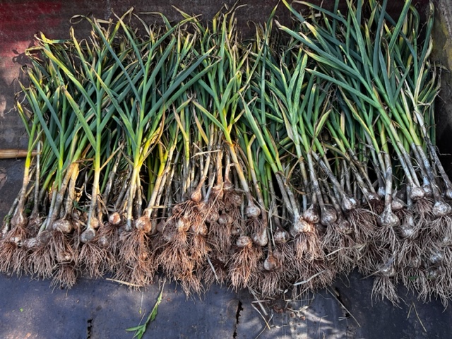 UpBack Farms | 2779 PE-19, Rocky Point, PE C0A 1H2, Canada | Phone: (613) 697-8666