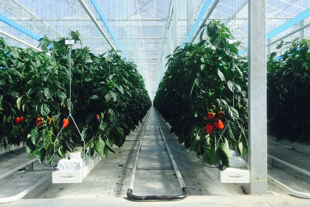 Twin Creeks Greenhouse Inc. | 8117 Zion Line, Watford, ON N0M 2S0, Canada | Phone: (519) 849-8117