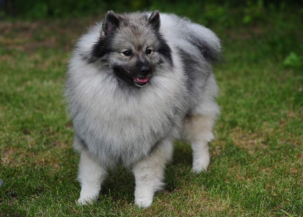BeauKees Keeshonden | 13-51109, Range Rd 271, Spruce Grove, AB T7Y 1G7, Canada | Phone: (780) 554-0825