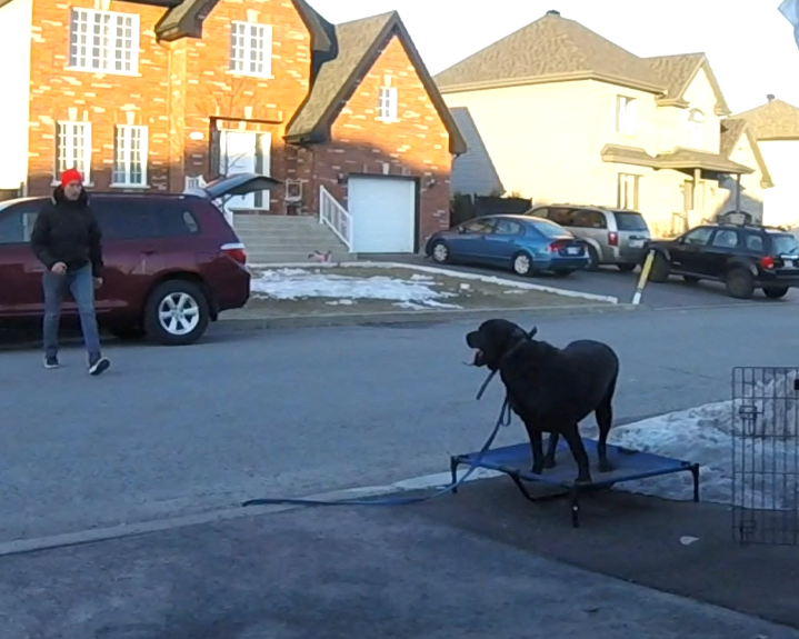 Leadership Based Dog Training | 104 Av. Angell, Beaconsfield, QC H9W 4V7, Canada | Phone: (514) 965-5869