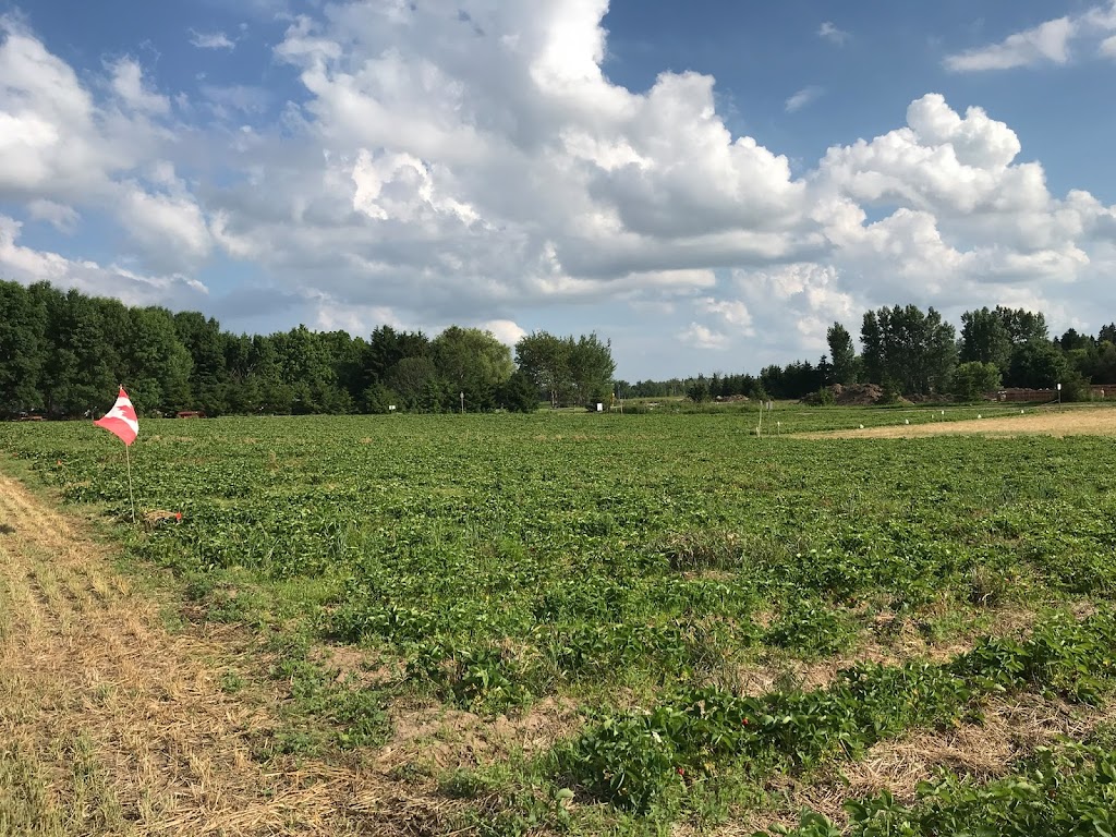 Berrys 4 U | 64383 Dufferin County Rd 3, East Garafraxa, ON L9W 7J5, Canada | Phone: (519) 993-4437