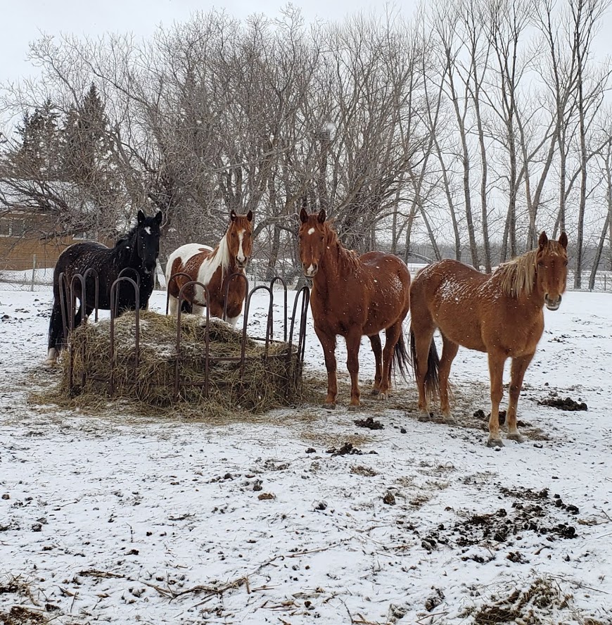 The Barefoot Ranch | 9108 E Rd 98N, Teulon, MB R0C 3B0, Canada | Phone: (204) 801-6833
