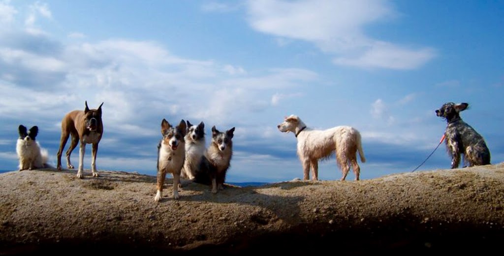 Me "N" Me Dogs | 593 Avondale Rd, Newport, NS B0N 2A0, Canada | Phone: (902) 798-7662