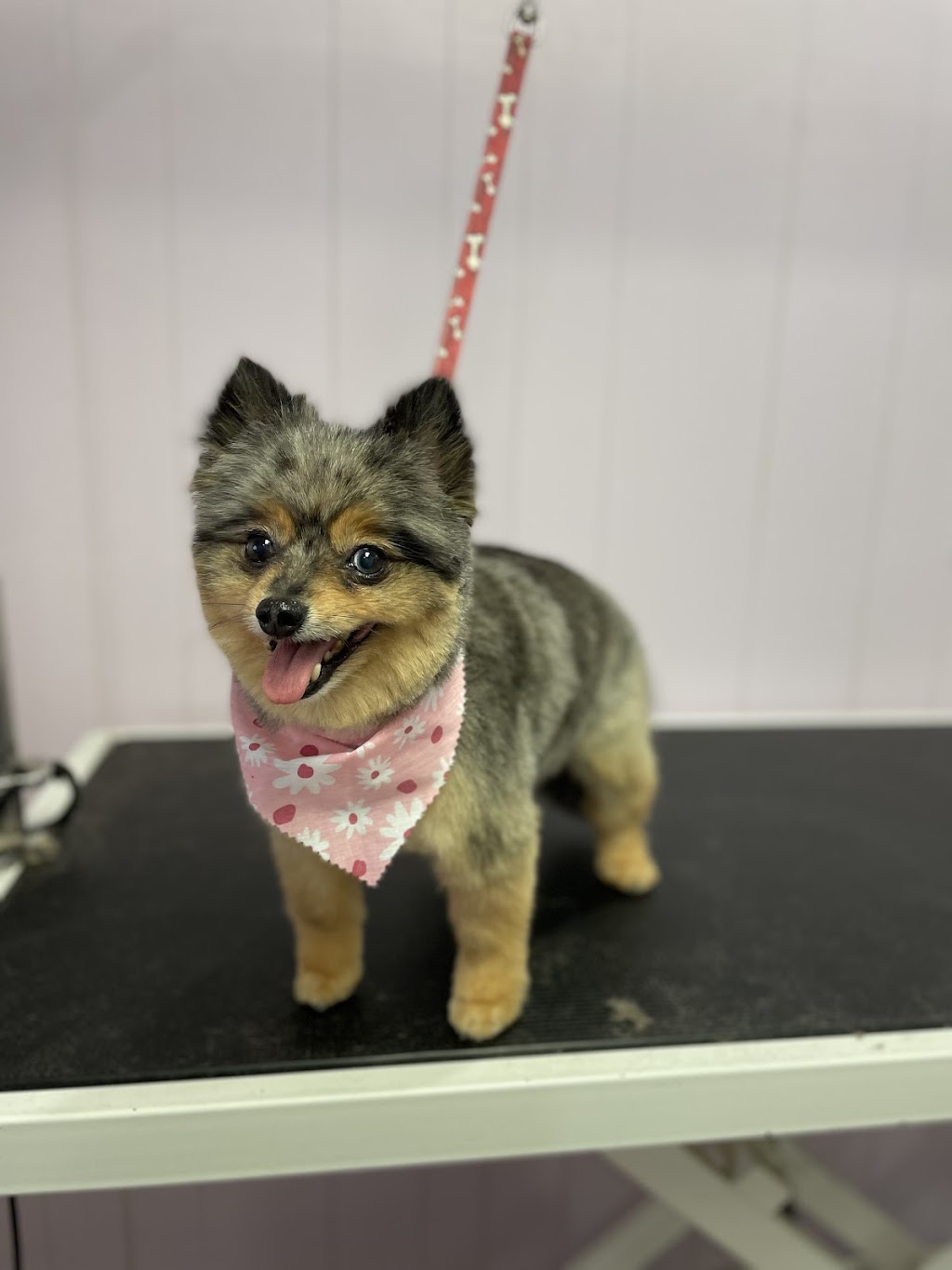 On The Go Dog Grooming | point of interest | 66 Main St E, Dundalk, ON N0C 1B0, Canada | 5192174479 OR +1 519-217-4479