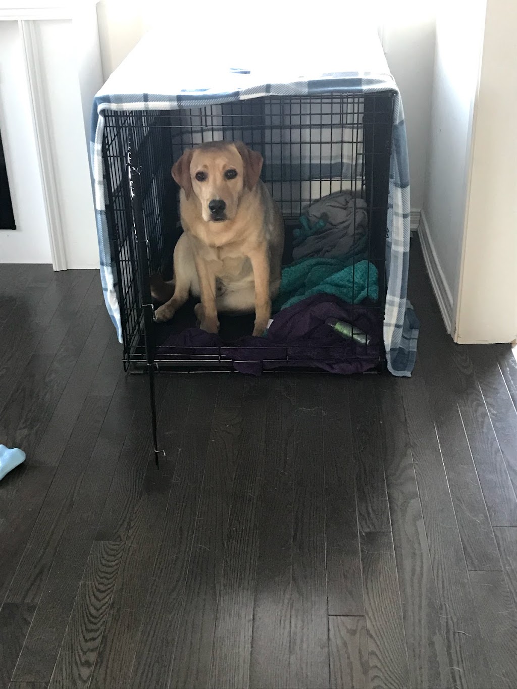 K9 Manners - In Home Dog Training | 68 Mathison St E, Havelock, ON K0L 1Z0, Canada | Phone: (905) 439-2599