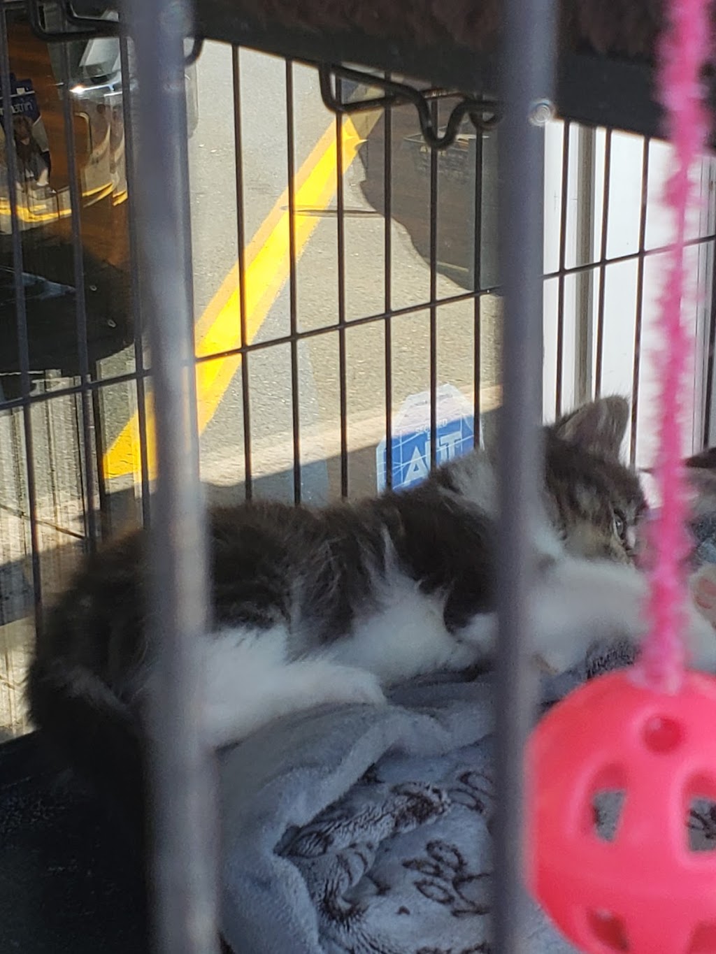 Pet Valu | 38 George St Unit 130, New Glasgow, NS B2H 2K1, Canada | Phone: (902) 752-7531