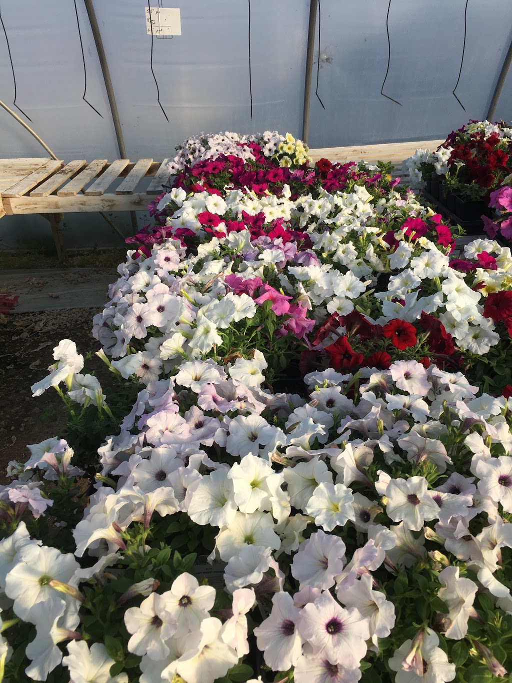 C & S Country Gardens | 937 Dawson Rd, Lorette, MB R0A 0Y0, Canada | Phone: (204) 878-3454