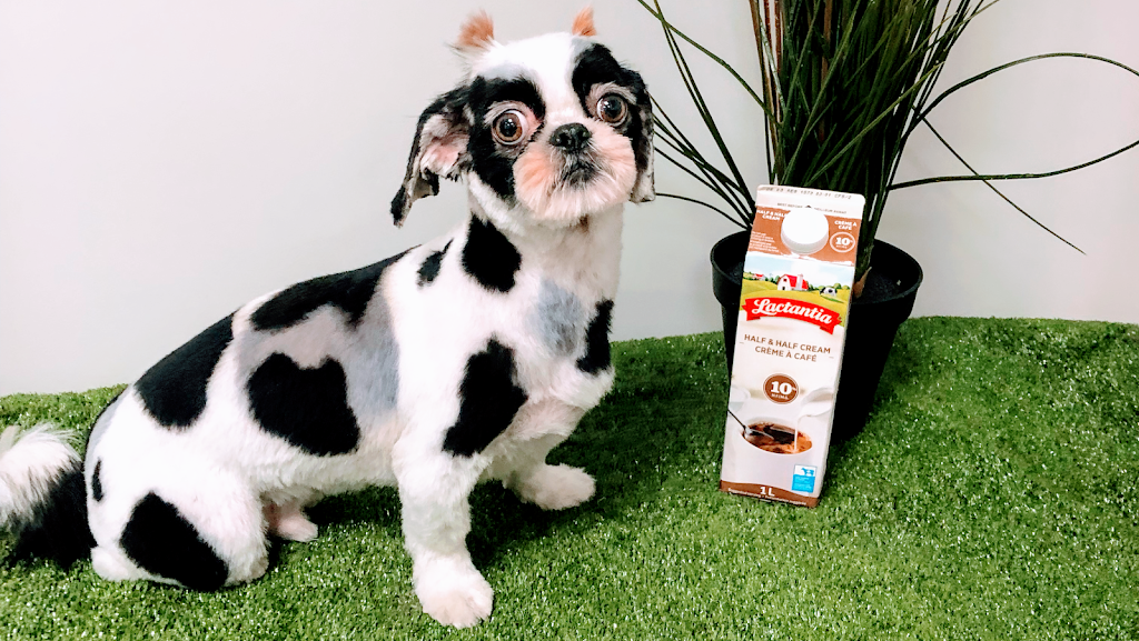 CRZY4K9S & Cats 2 | 45 Grist Mill Rd, Holland Landing, ON L9N 1B5, Canada | Phone: (905) 960-2142