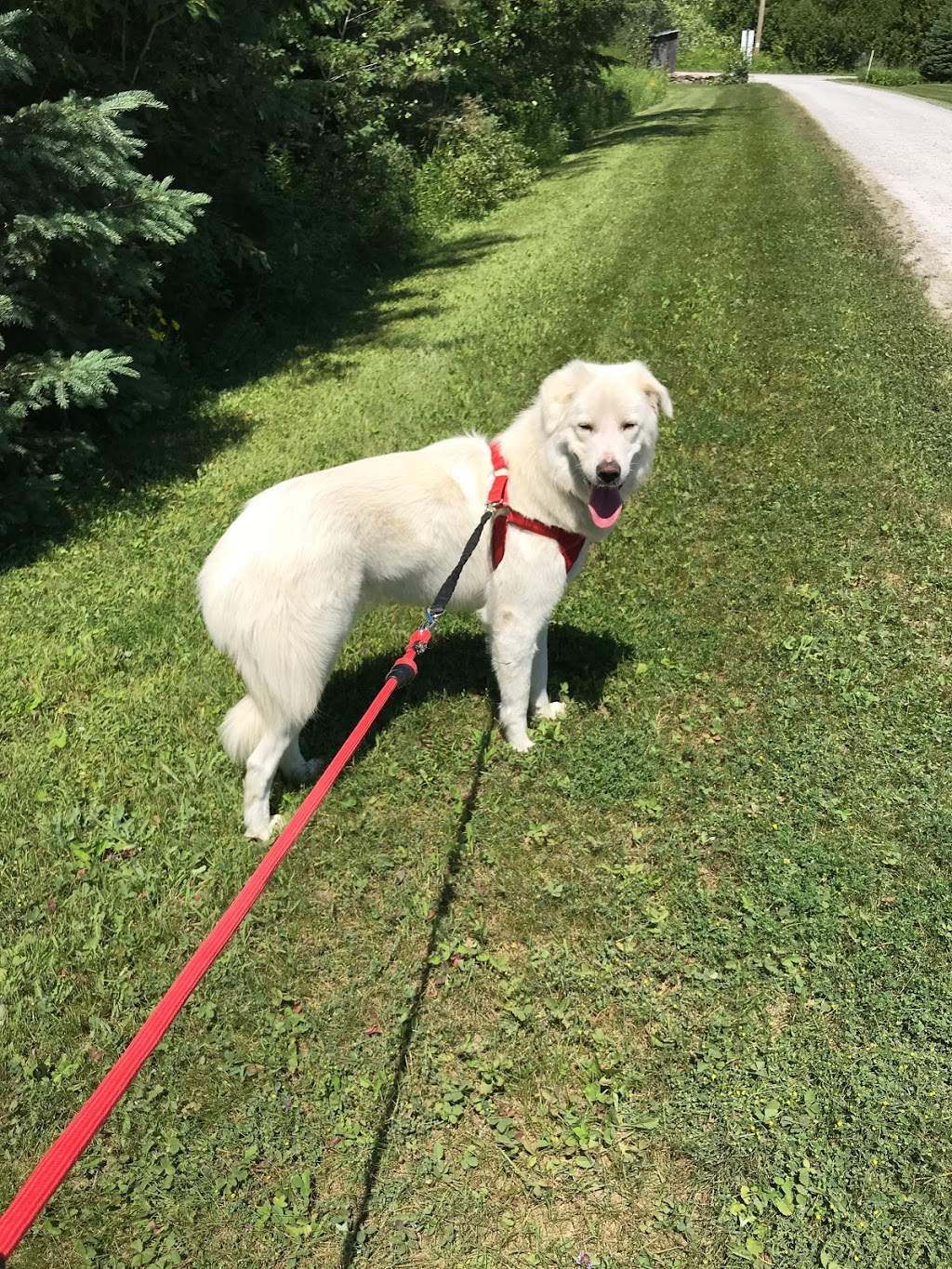 Covered Bridge Boarding Kennel | 301 Concession 4 Rd E, Tiny, ON L0L 2T0, Canada | Phone: (705) 322-0994