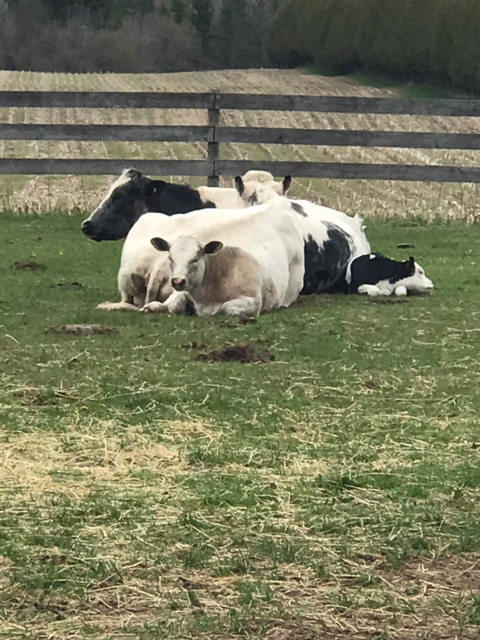 VRY FARM | 53872 Maple Grove Line, Eden, ON N0J 1H0, Canada | Phone: (905) 818-0978