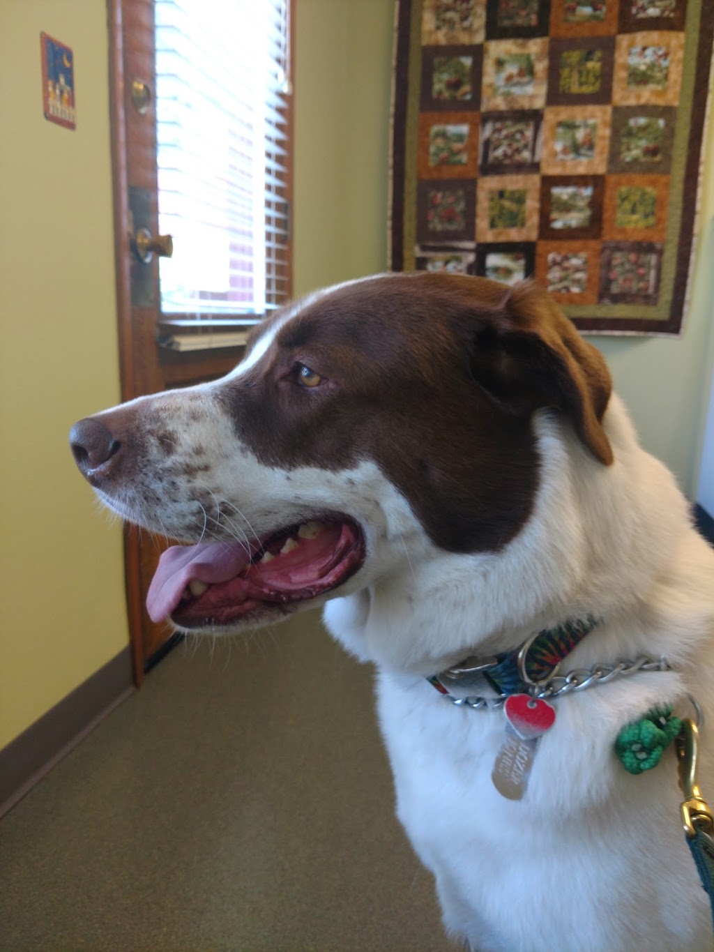 Maplewood Animal Hospital | 2869 W Maplewood Ave, Bellingham, WA 98225, USA | Phone: (360) 715-1430