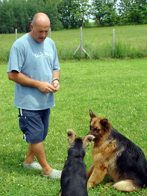 Country Canine | point of interest | 355905 The Blue Mountains Euphrasia Townline, Clarksburg, ON N0H 1J0, Canada | 5195995100 OR +1 519-599-5100