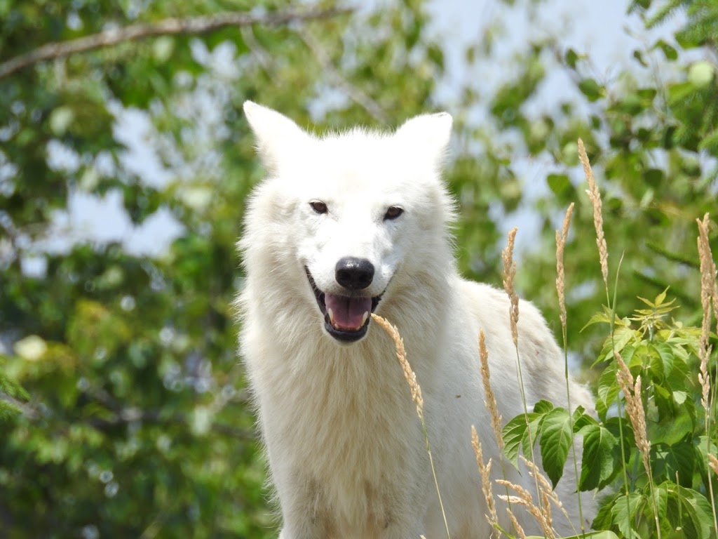 Arctic Wolf Exhibit | 2000 Meadowvale Rd, Scarborough, ON M1B 5K7, Canada | Phone: (416) 392-5929