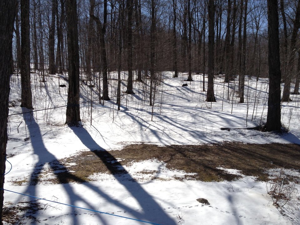 La Ferme Martinette-Division Gourmet Erable Inc | 1728 Chemin Martineau, Coaticook, QC J1A 2S5, Canada | Phone: (888) 881-4561
