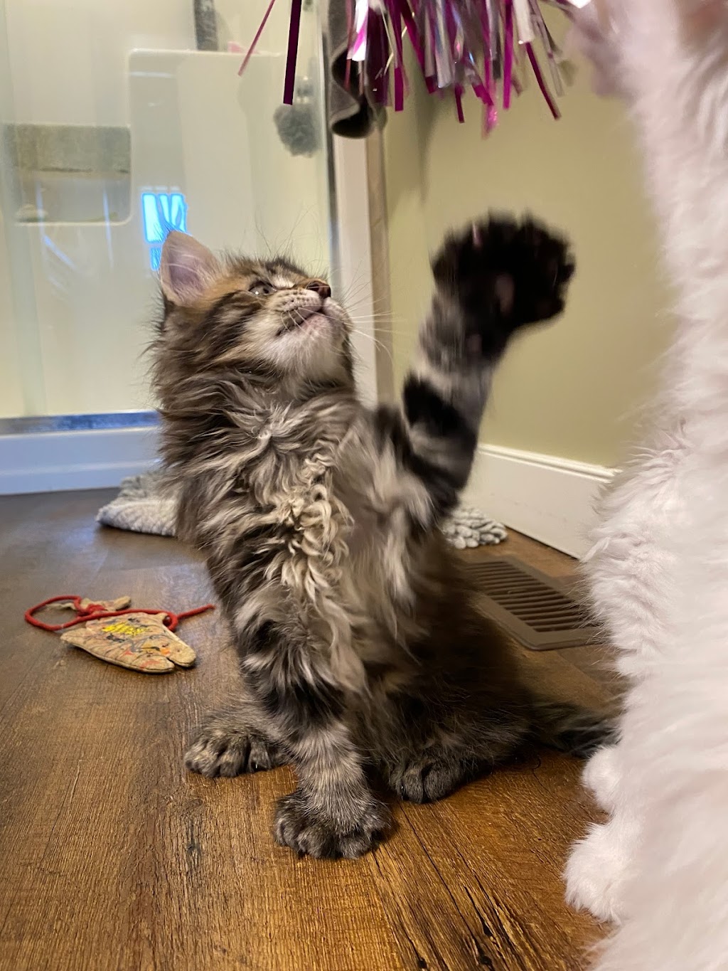 Southland Maine Coons | 365073 AB-761, Stauffer, AB T0M 1W0, Canada | Phone: (403) 844-5419