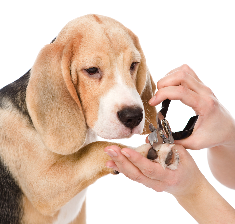 Dog Lovers Pet Grooming | 887 Cowper St, Victoria, BC V9A 2G4, Canada | Phone: (250) 474-4451