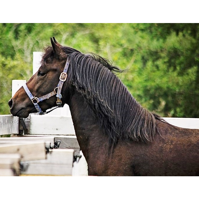 One Hundred Acres Under The Stars OldStyle Morgan Horses | 2321 Bronson Settlement Rd, Bronson Settlement, NB E4A 2M6, Canada | Phone: (506) 339-9188